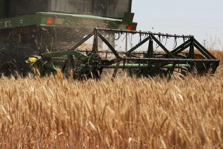 FILE PHOTO: Wheat farm at Qian county in Xianyang