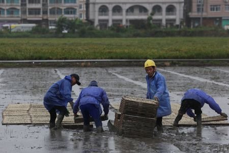 Farmers place trays of rice seedlings in a rice field