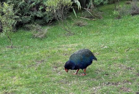 New Zealand's endangered bird, the Takahe, at the Zealandia Wildlife