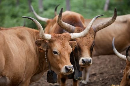 In wildfire-ridden Spain, farmers revive native cows and goats to