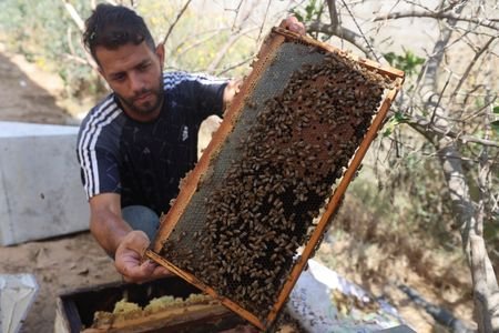 Palestinian beekeepers install beehives on ruined buildings amid space shortage