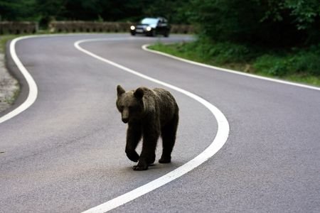 Brown bears on Transfagarasan road in Romania