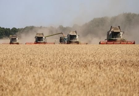 Combines harvest wheat in a field in Kharkiv region