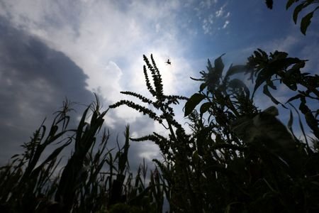 FILE PHOTO: Corn plants affected by hot weather and a