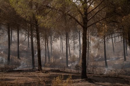 Wildfires in Spain