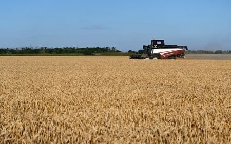 Wheat harvest in Russia's Rostov Region