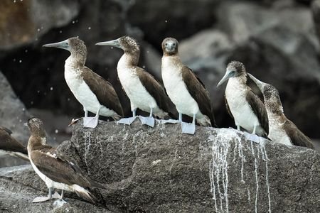 Displaced by El Nino, South American seabirds flock to Panama