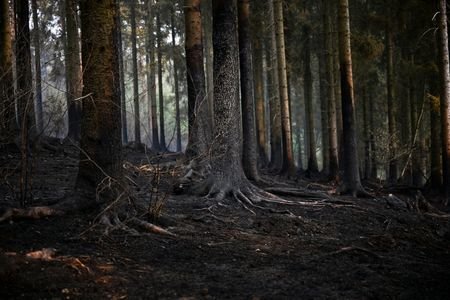 Evacuations as wildfire approaches residential area in Huertgenwald-Gey west of