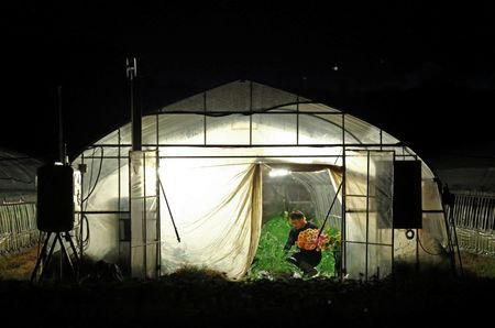 The Wider Image: Japan's farmers go nocturnal as deadly heat