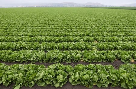 FILE PHOTO: Lettuce grows on a farm near Salinas