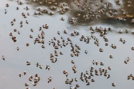Mosquitoes are seen on top of the logged water at