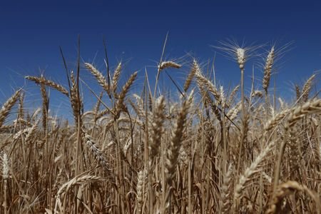 Immigration crackdown puts Australia’s wheat harvest at risk, industry groups say