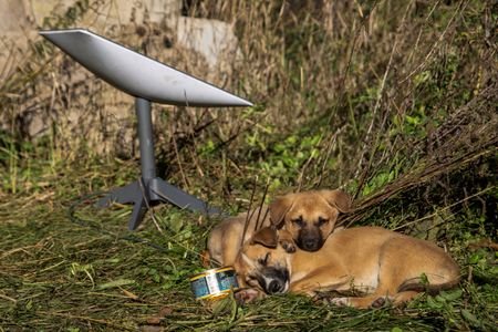 Puppies rest next to a Starlink terminal near the town