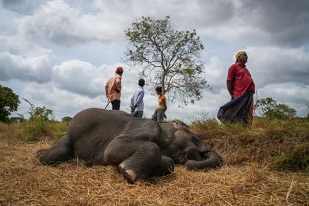 The Wider Image: In Sri Lanka, human-elephant conflict takes deadly