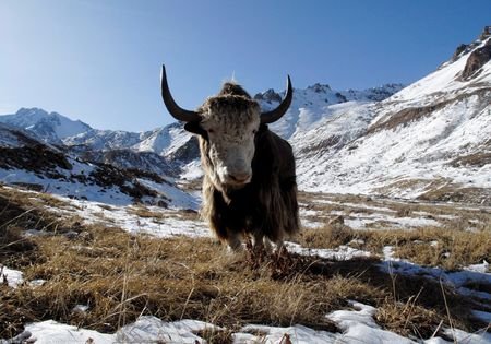 FILE PHOTO: A yak grazes on a grass patch near