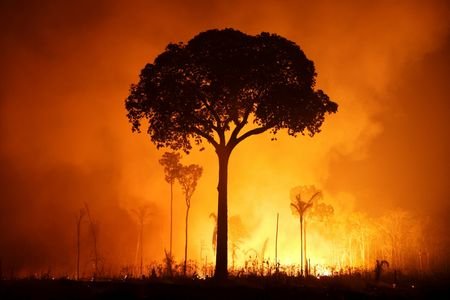Wildfires in the Amazon Rainforest are on the rise due