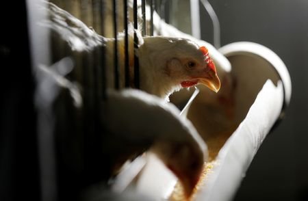 Chickens for sale are seen in cages in a shop